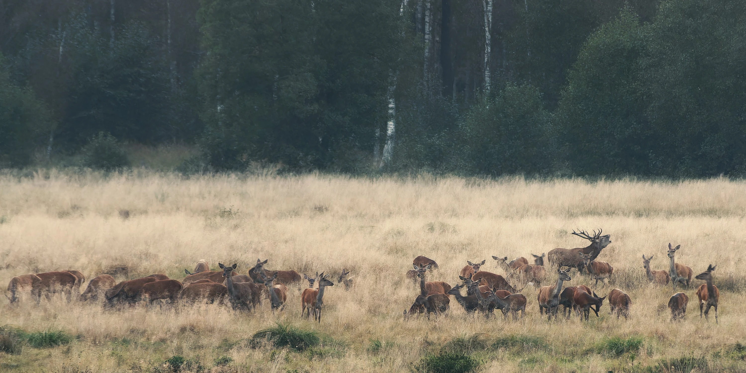 the SOUND of RUT