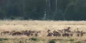 the SOUND of RUT