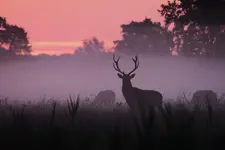 a to jest Wiesiu
