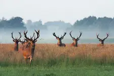 wyczekiwanie