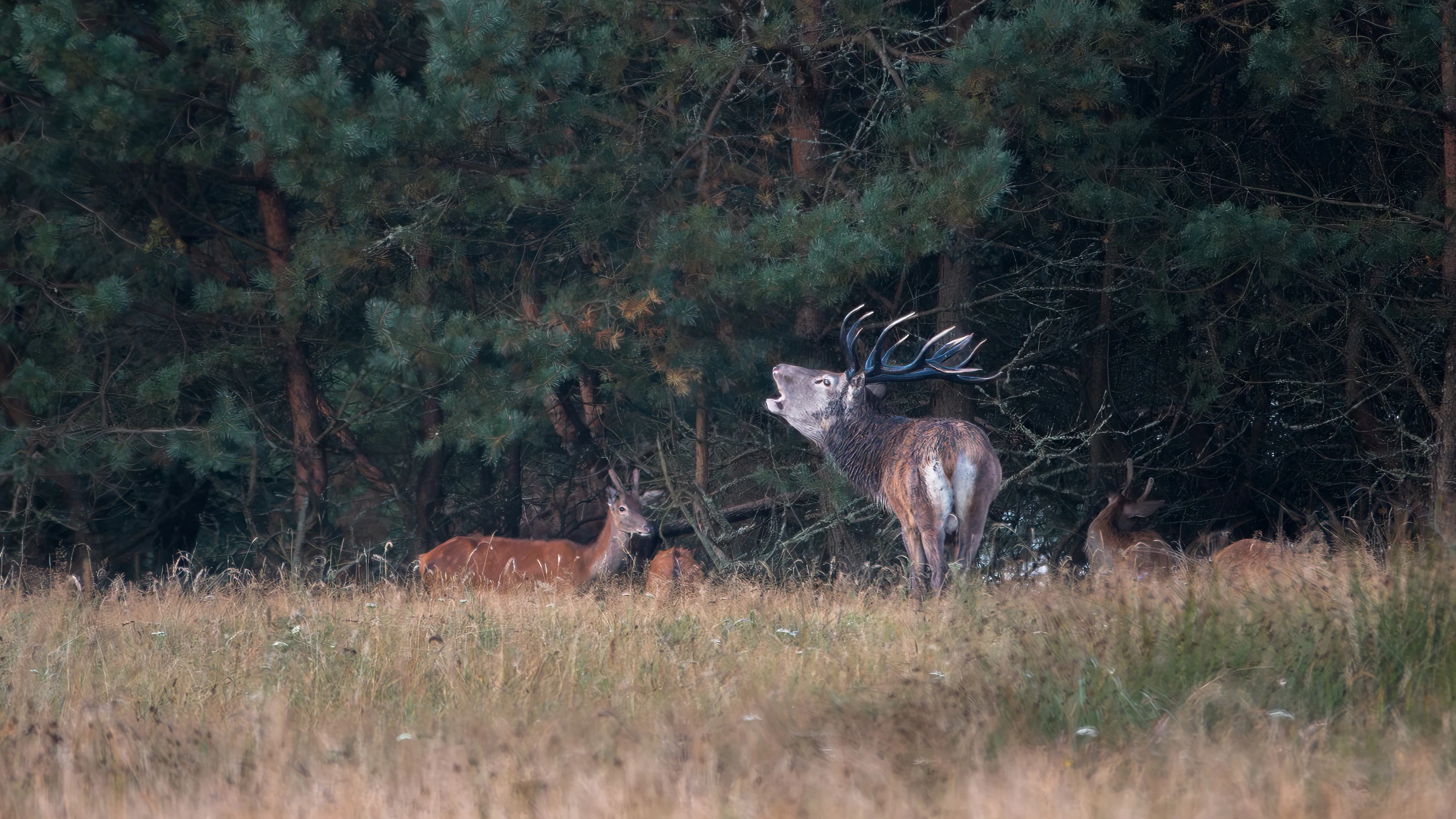ryk króla w ciemnym lesie 