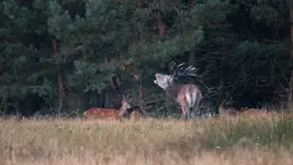 ryk króla w ciemnym lesie 