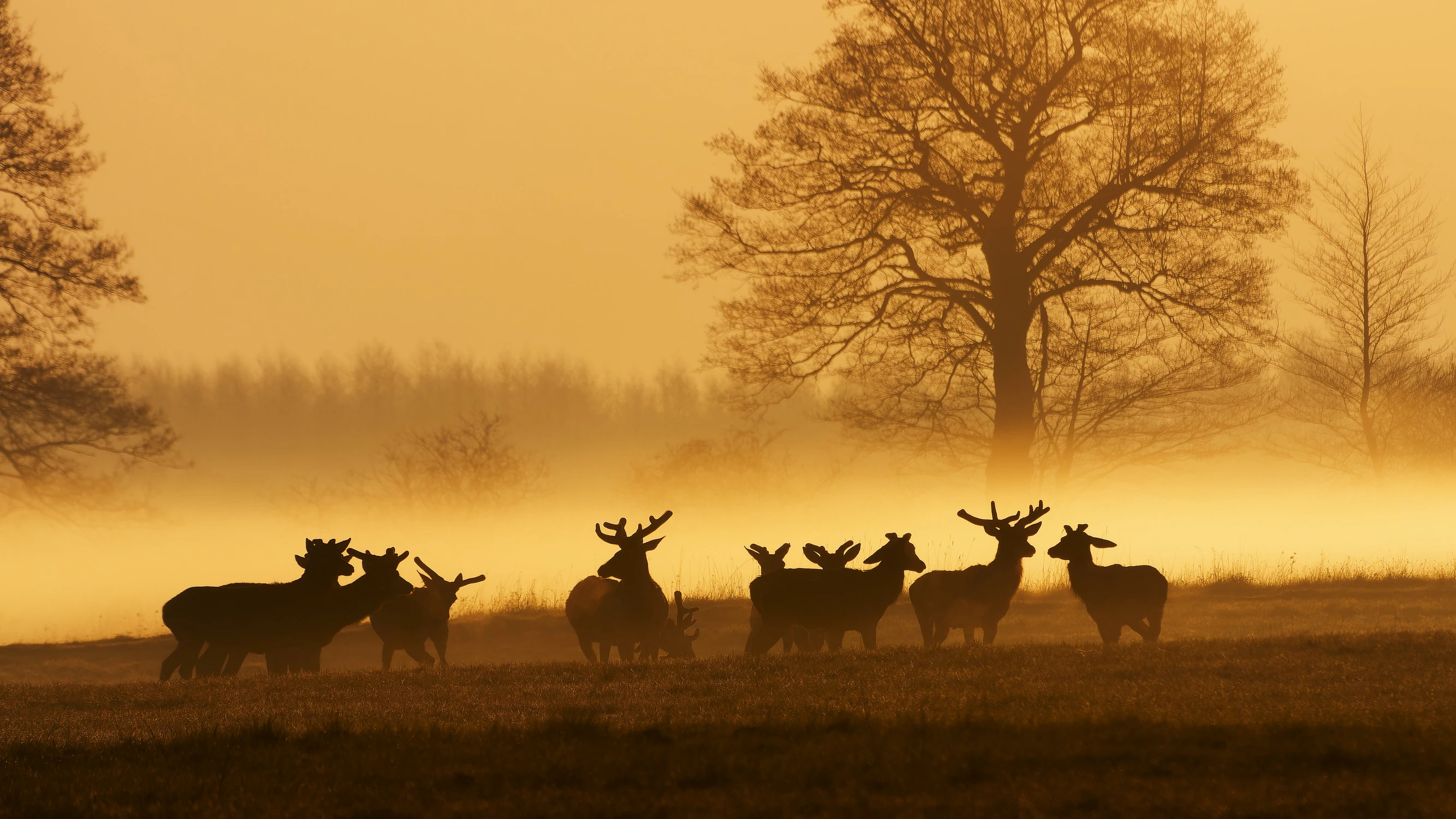 kładą uszy .. będzie fight