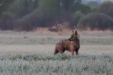 cały mokry 