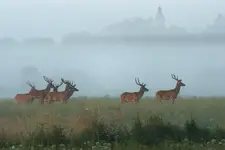 wieża kościelna