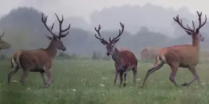 starcie. w scypułach!