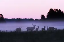 szydlarz na rykowisku