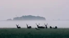 kozioł zrobił zamieszanie