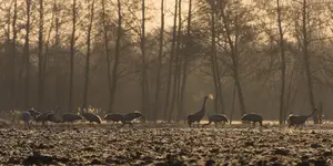 wrzask który widać 