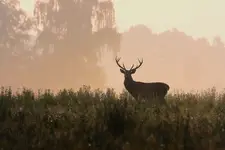rykowisko