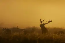 wrześniowa tęsknota