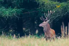 inny go pogonił