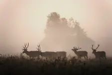 idą chłopaki