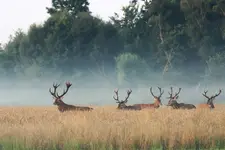 jak to mówią fotomontaż