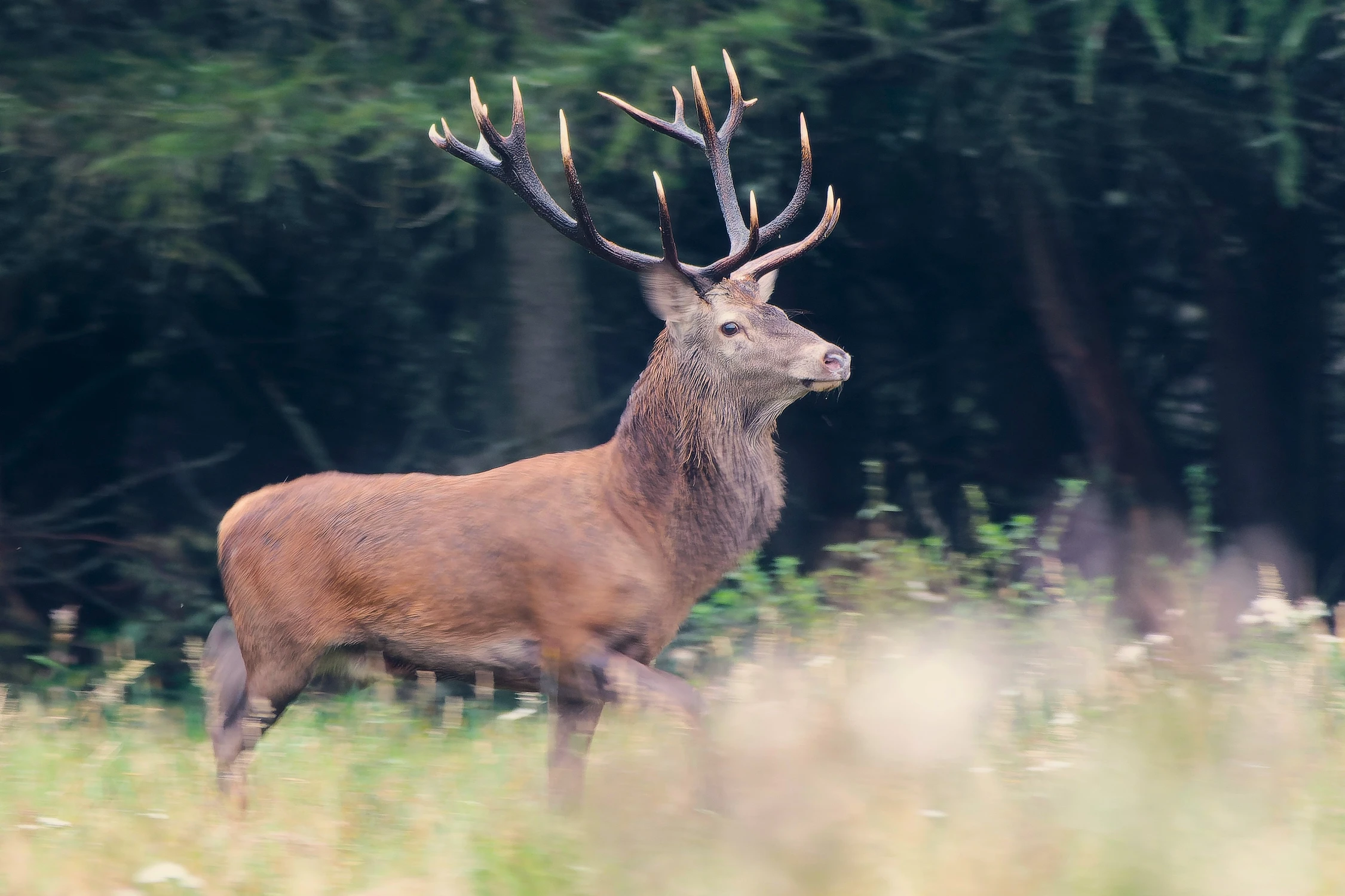 it's rainy deer