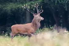 it's rainy deer