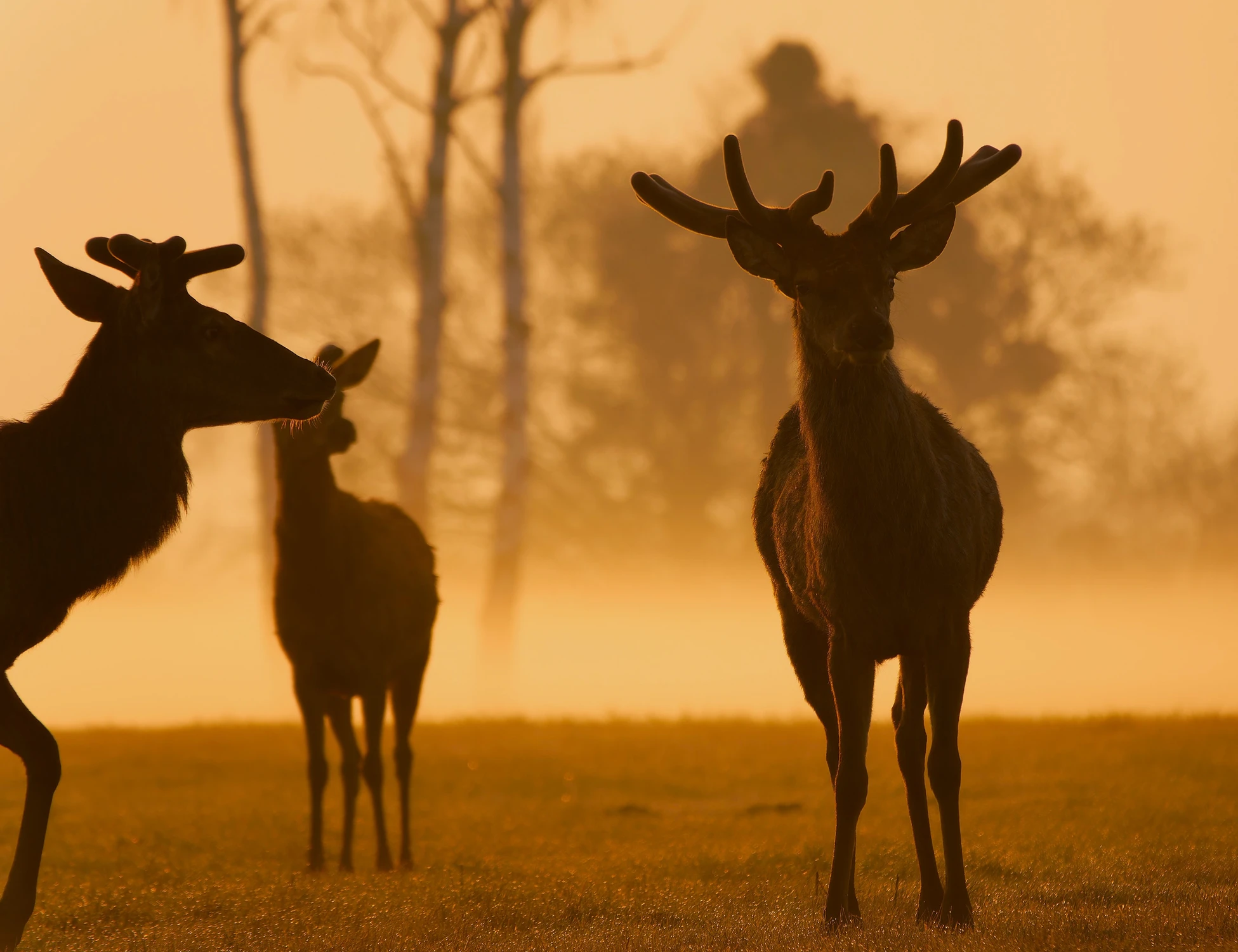 we wiośnie zakochani 