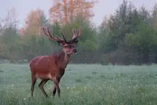 będzie potęga 