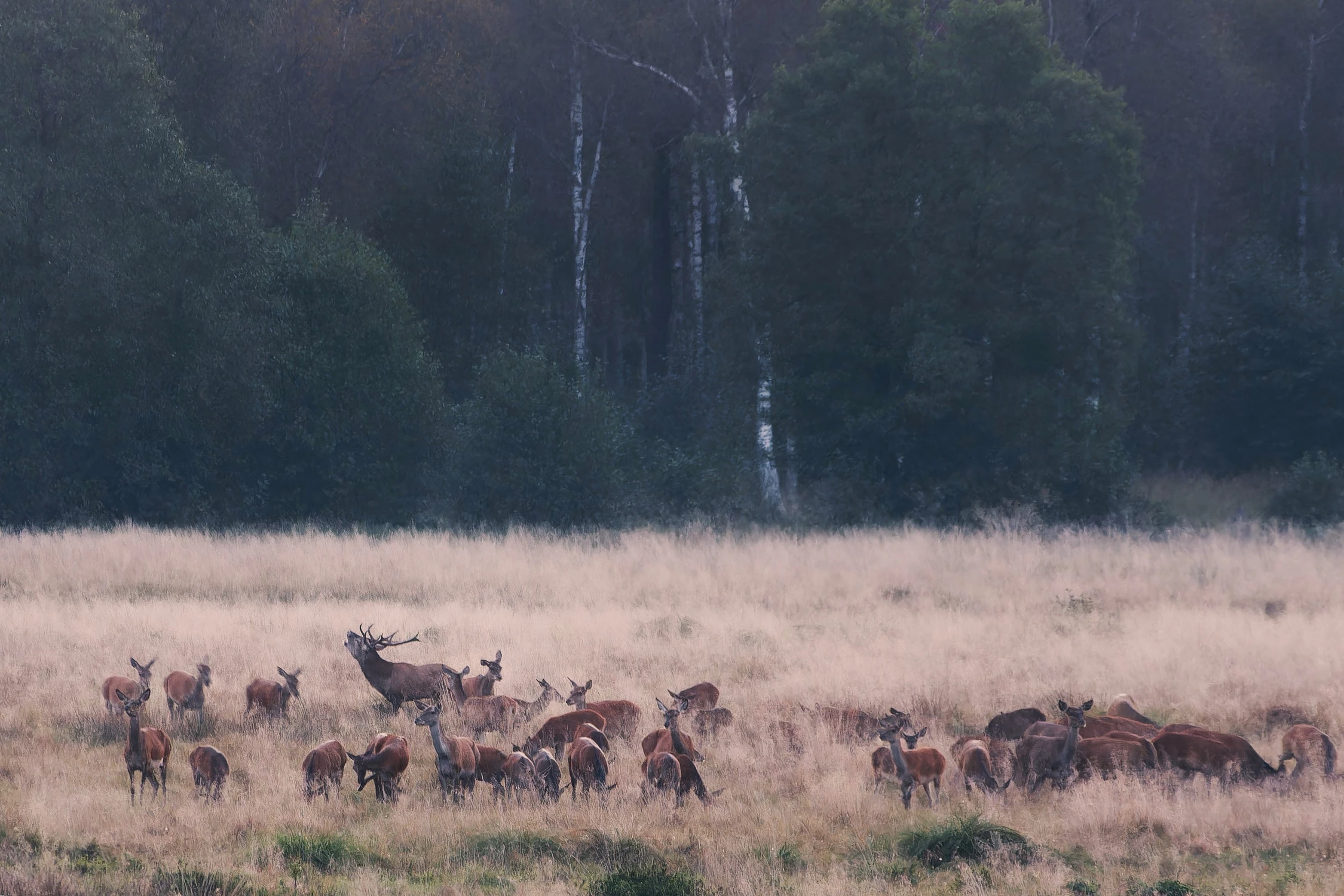 Rutting call