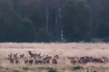 Rutting call