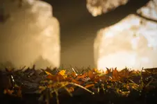 Utonąć w liściach