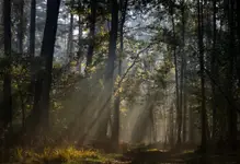 Światło moją nawigacją 