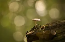 Mały, wielki król lasu