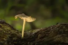 Samotnik