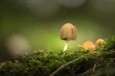 Grzybolandia