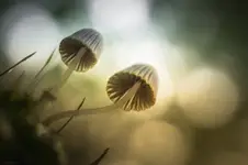 Z nosem przy ziemi