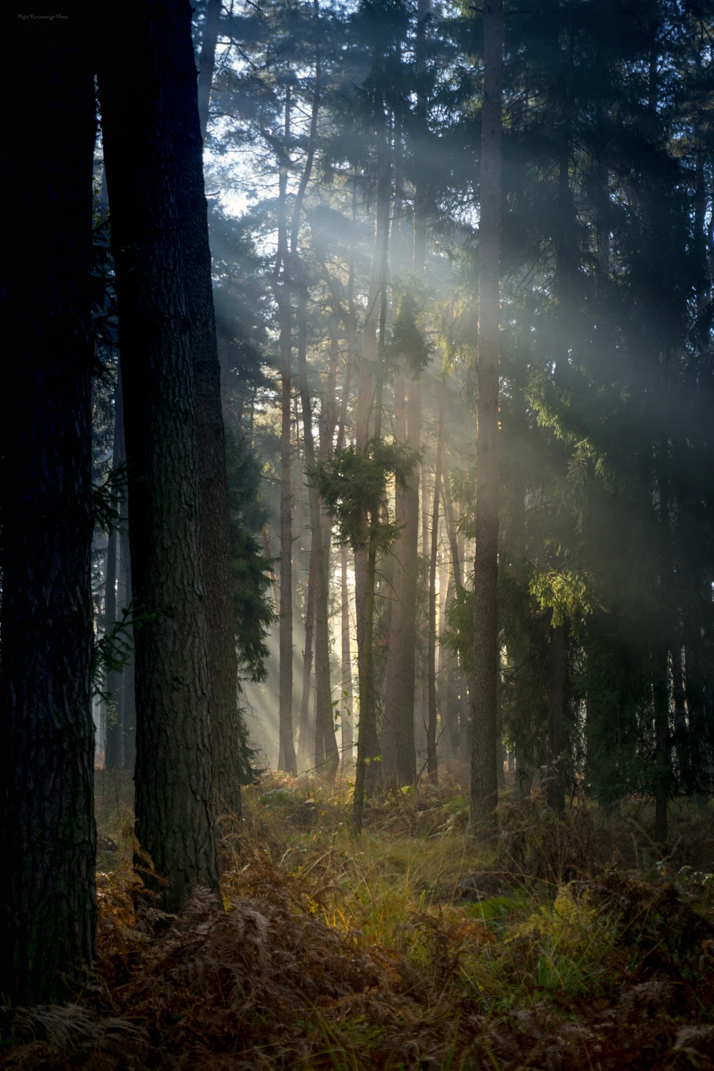 Gdy poranne słońce tuli się z mgłą 