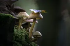 Z liściem na głowie