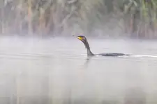 Kormoran