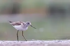 Szybki bil