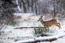 Sarna Europejska[Koziołek]