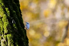 Złota Polska jesień 🍁🌟