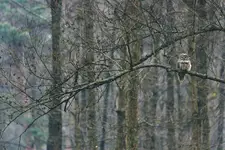 🦉Sowa Uralska 🦉