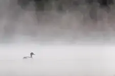 Magia 🪄 świtania 🌫️