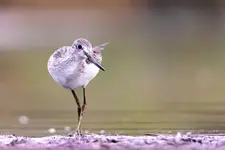 Kwokacz