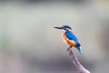 Zimorodek