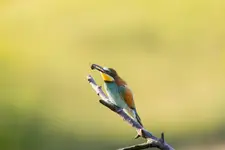 🦅 Precyzyjny łowca w akcji!