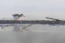 Brodziec Piskliwy 