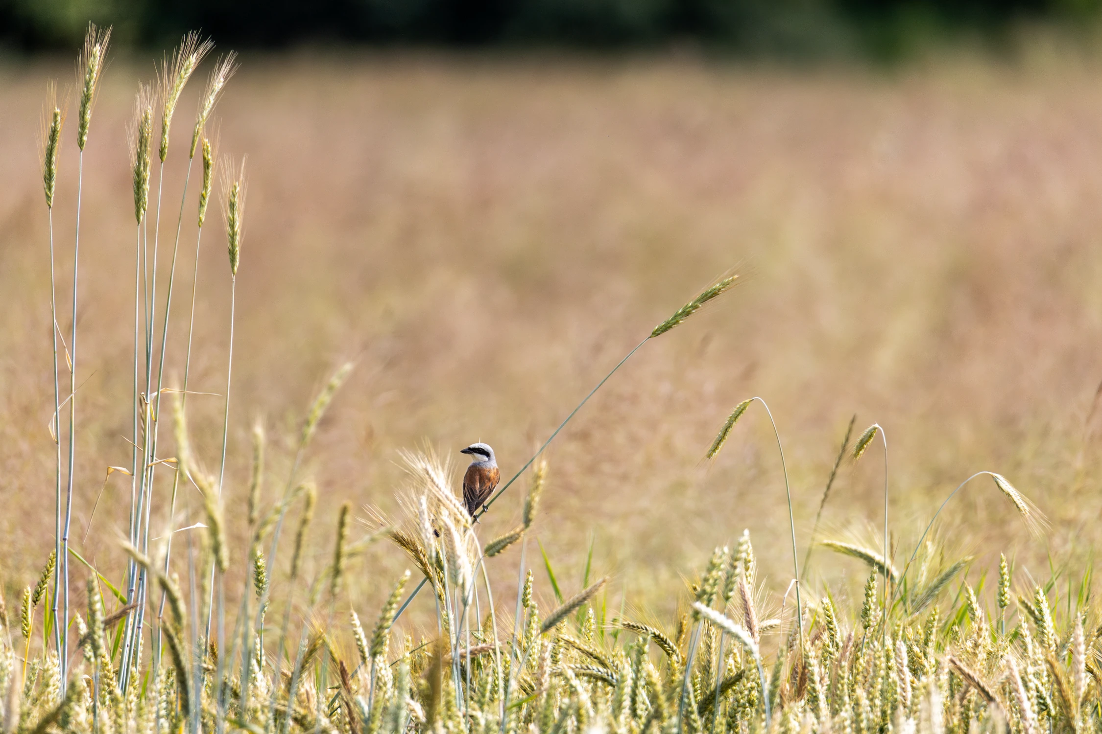  🌾 Dzierzba gąsiorek — cichy łowca wśród kłosów 🌾