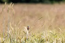  🌾 Dzierzba gąsiorek — cichy łowca wśród kłosów 🌾