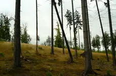 DSCF4228