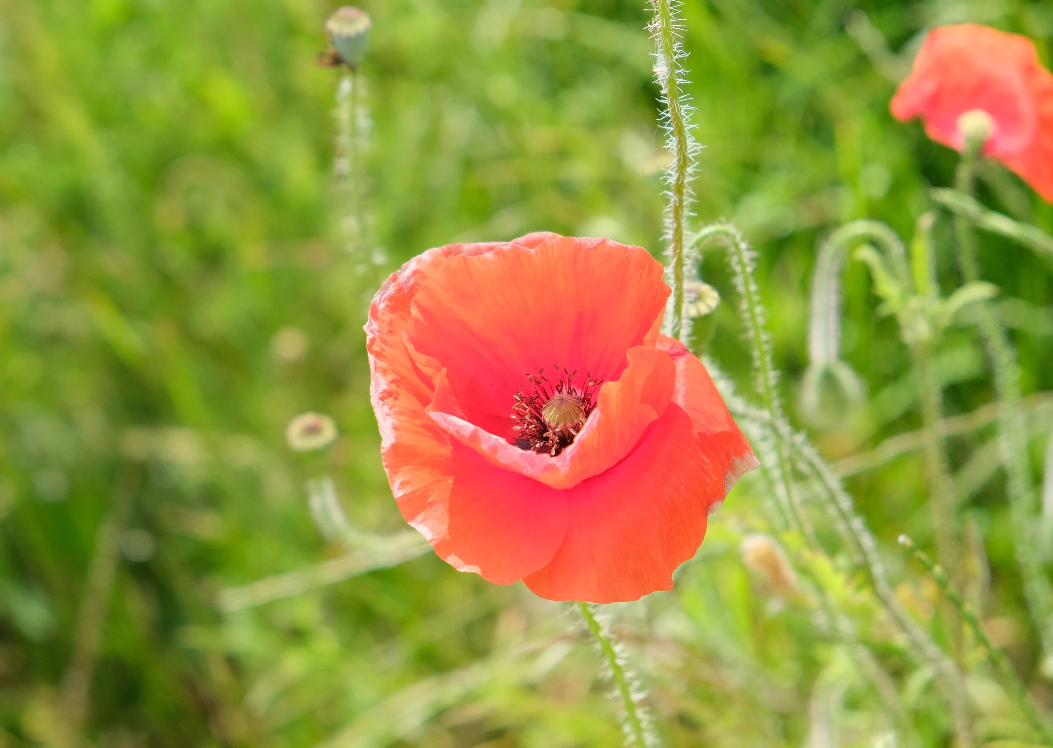 DSCF3245