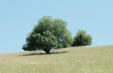 DSCF3337