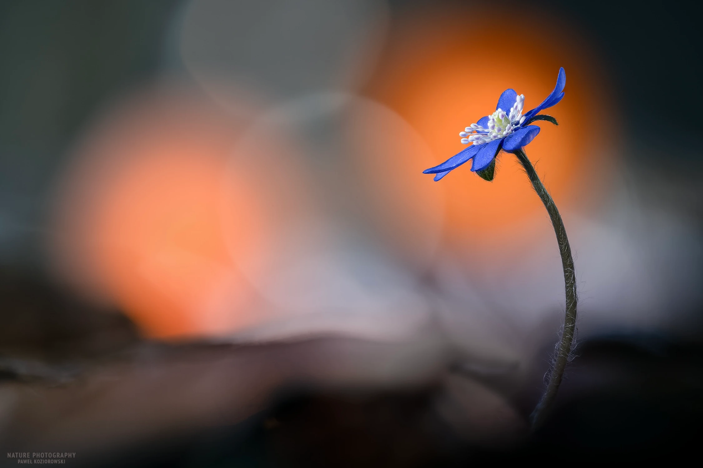 Pierwsza przylaszczka