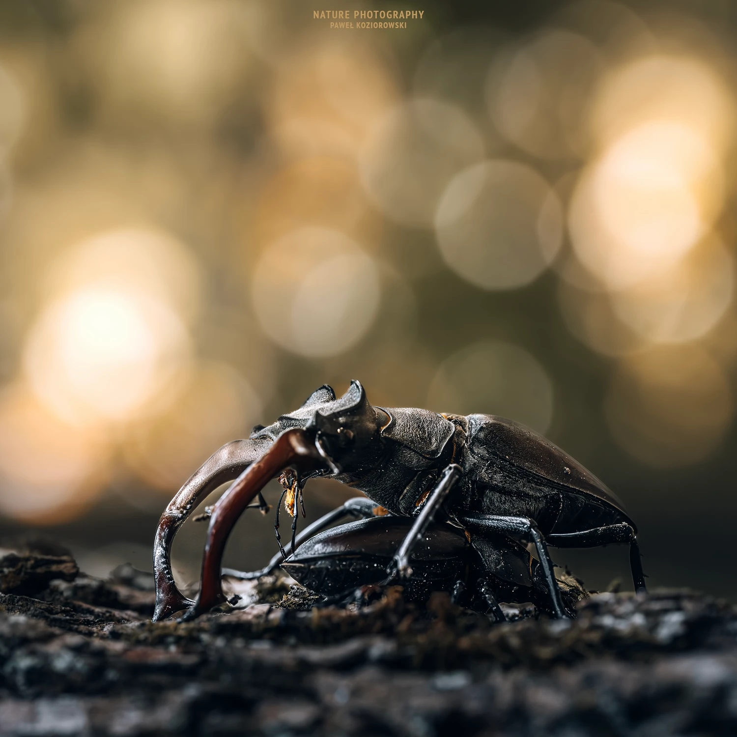 Jelonek rogacz