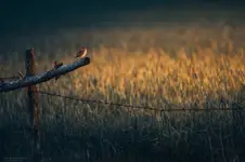Gąsiorek